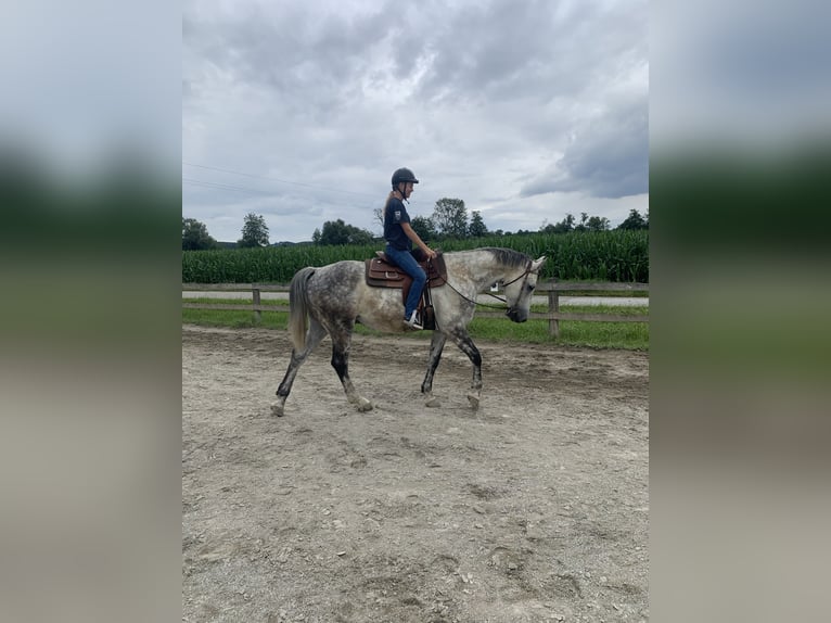 Holstein Gelding 9 years 16,1 hh Gray-Dapple in Söchau