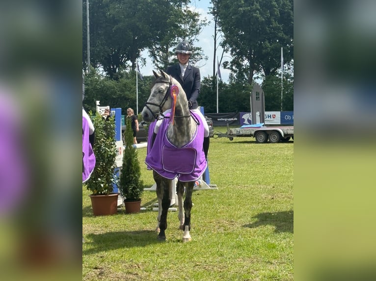 Holstein Gelding 9 years 16.1 hh Grey-Dapple in Gyhum