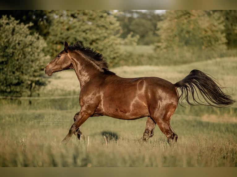 Holstein Gelding 9 years 16.1 hh Smoky-Black in Satrup