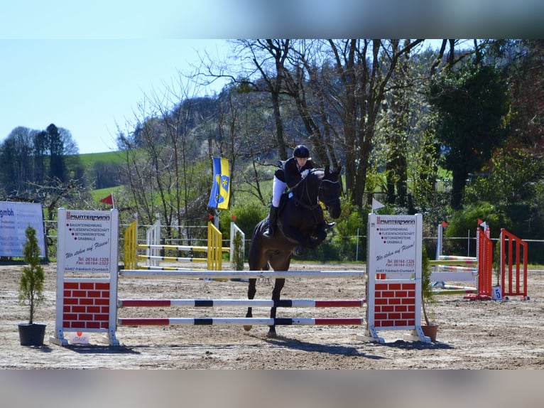 Holstein Gelding 9 years 16.1 hh Smoky-Black in Otzberg