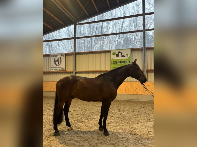 Holstein Gelding 9 years 16.2 hh Bay-Dark in Issum