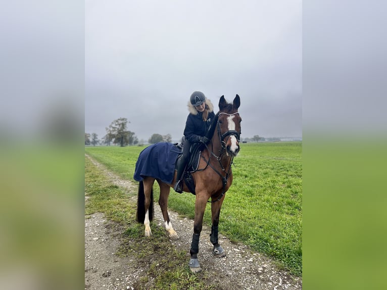 Holstein Gelding 9 years 16,2 hh Brown in Brederis