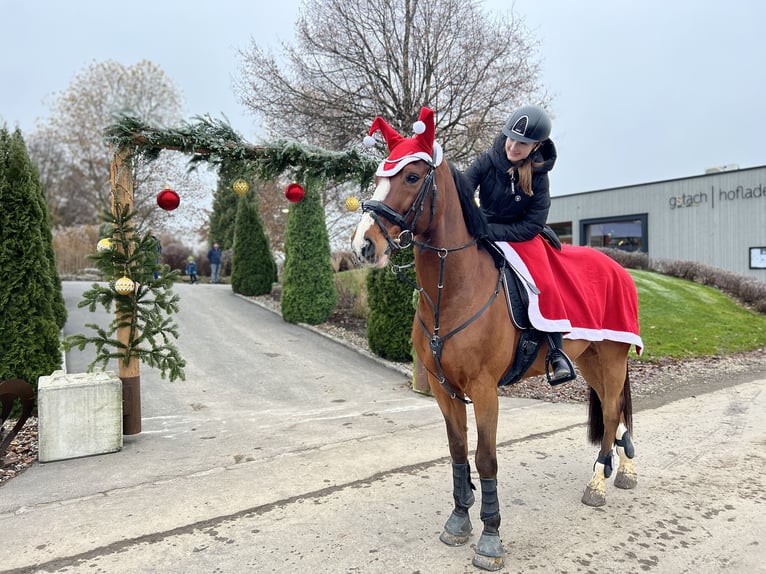 Holstein Gelding 9 years 16,2 hh Brown in Brederis