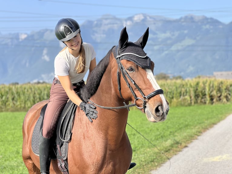 Holstein Gelding 9 years 16,2 hh Brown in Brederis