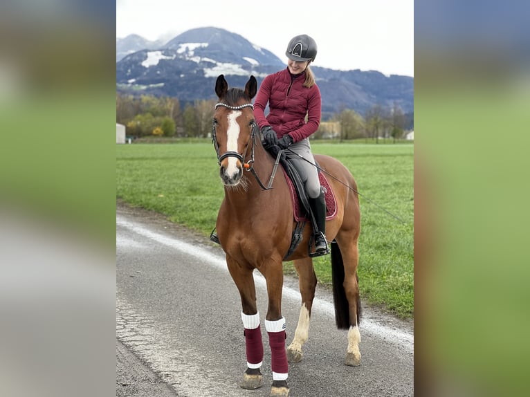 Holstein Gelding 9 years 16,2 hh Brown in Brederis