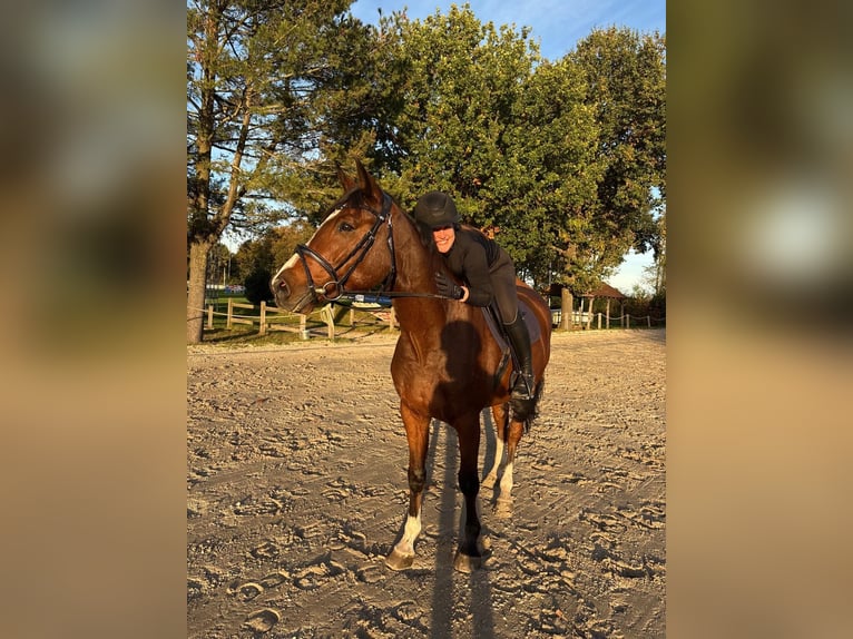 Holstein Gelding 9 years 16.2 hh Brown in Scharnebeck