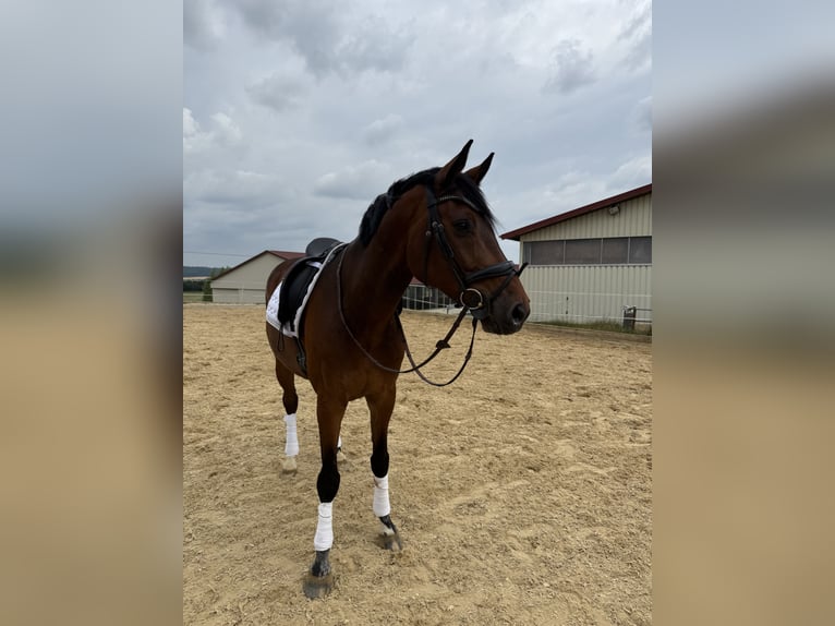 Holstein Gelding 9 years 16.2 hh Brown in Aurach