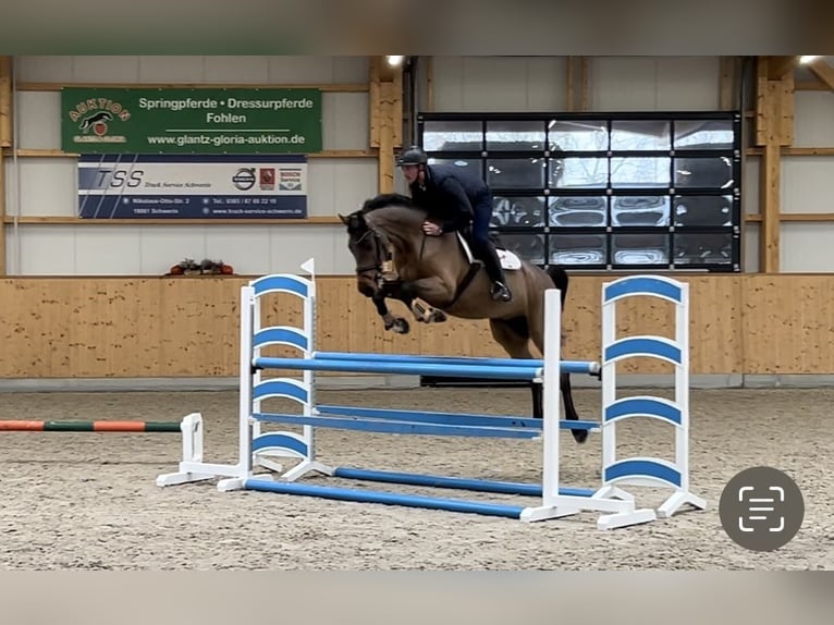 Holstein Gelding 9 years 16,2 hh Brown in Gägelow