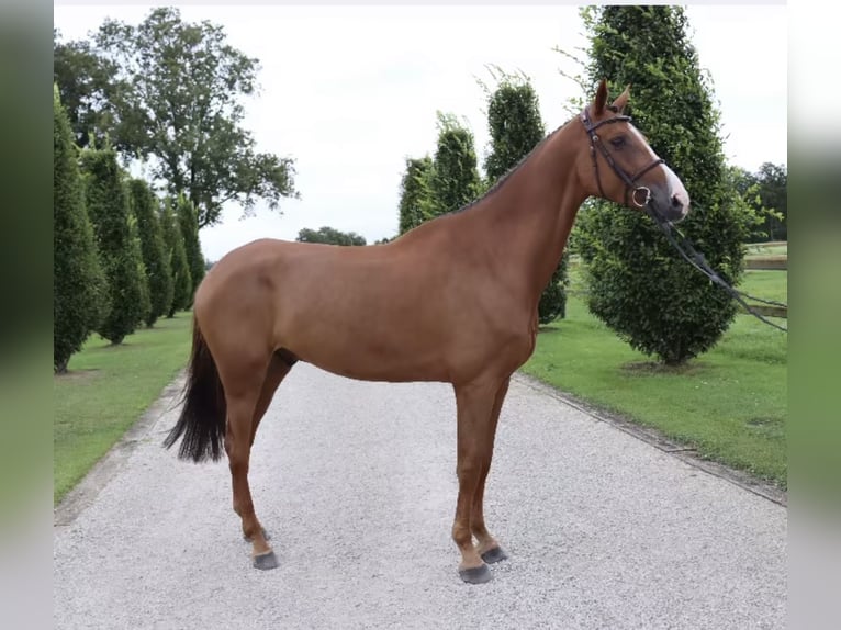 Holstein Gelding 9 years 16.2 hh Chestnut-Red in Bergholz-Rehbrücke