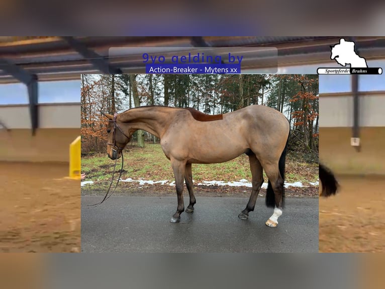 Holstein Gelding 9 years 16.3 hh Brown in Gadow