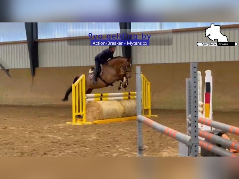 Holstein Gelding 9 years 16.3 hh Brown in Gadow