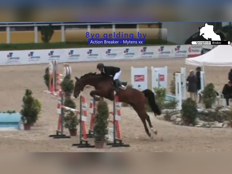 Holstein Gelding 9 years 16.3 hh Brown in Gadow