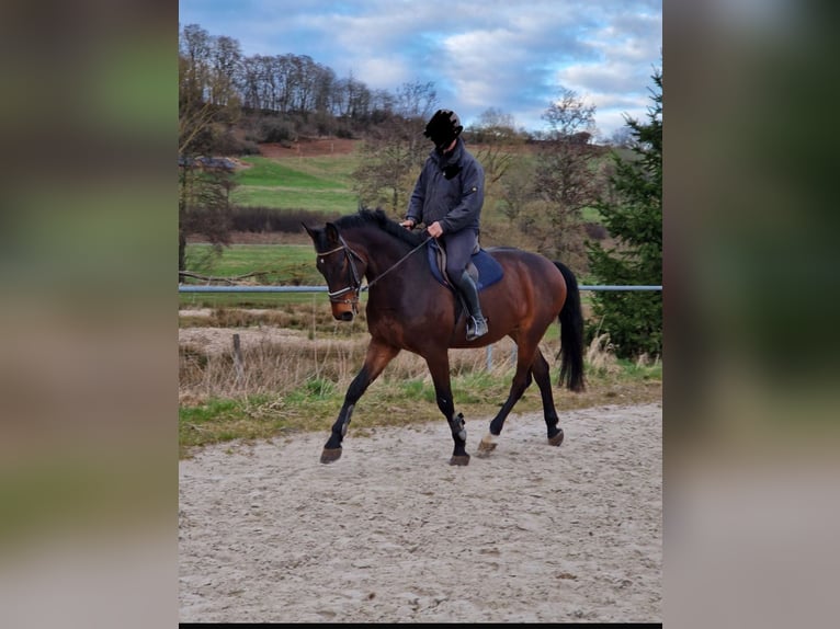Holstein Gelding 9 years 16.3 hh Brown in Coburg