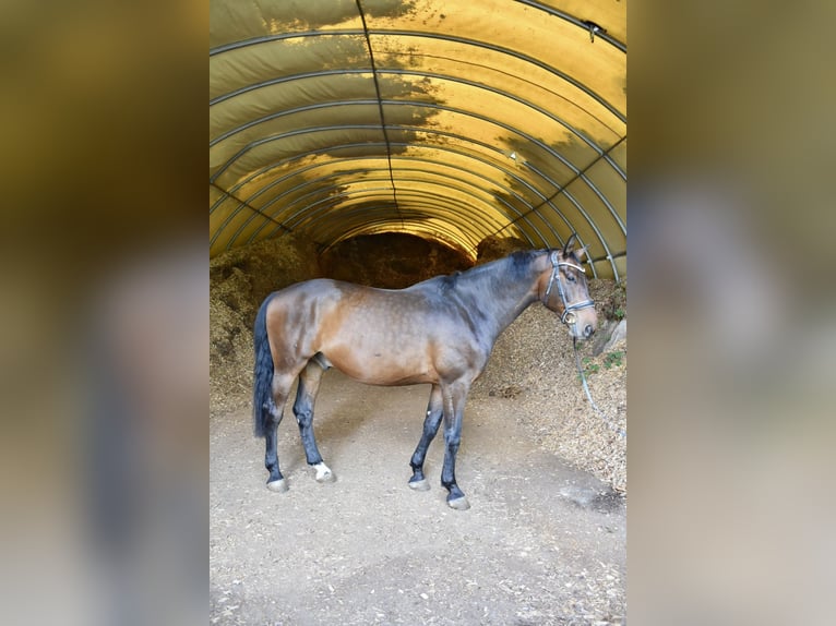 Holstein Gelding 9 years 16.3 hh Brown in Coburg