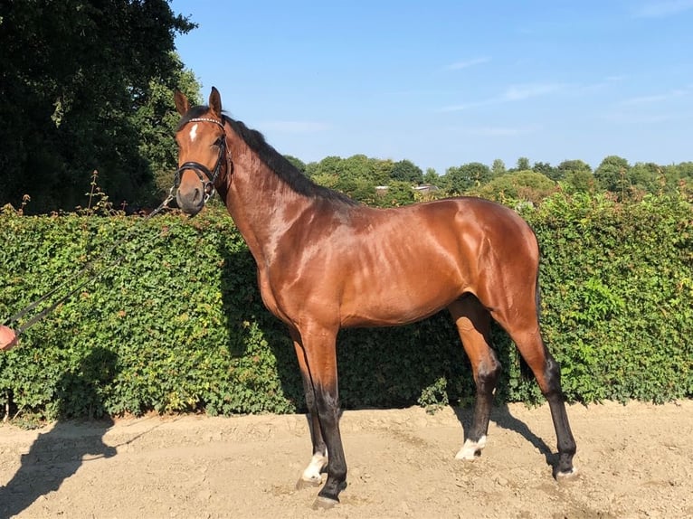 Holstein Gelding 9 years 16,3 hh Brown in Feldbach