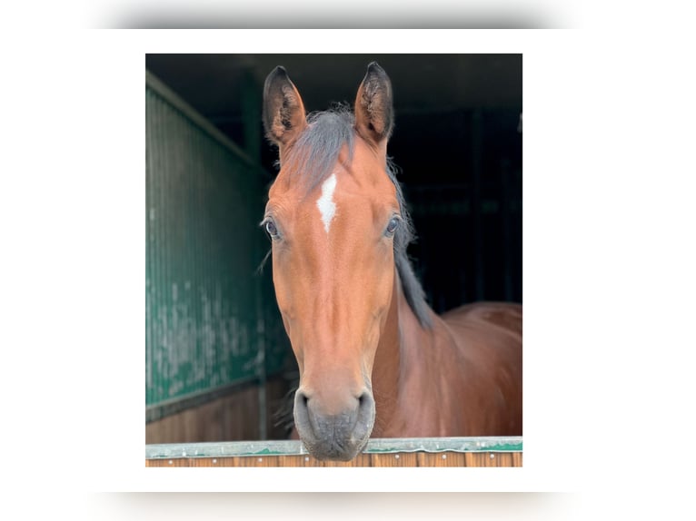 Holstein Gelding 9 years 16,3 hh Brown in Feldbach