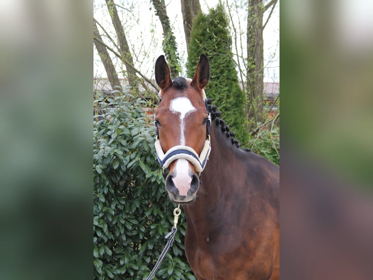 Holstein Gelding 9 years 16.3 hh Brown in Königsbach-Stein