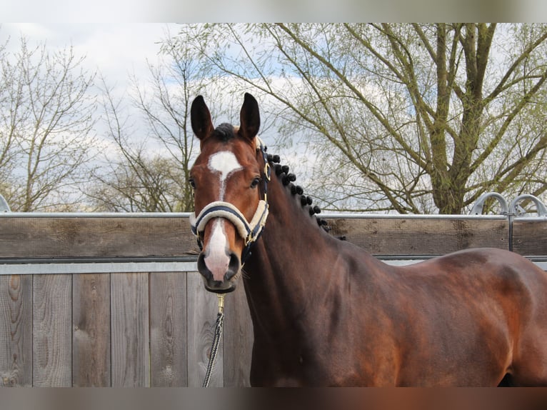 Holstein Gelding 9 years 16.3 hh Brown in Königsbach-Stein