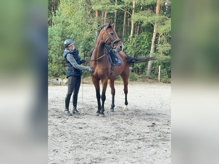 Holstein Gelding 9 years 16 hh Brown in Celle