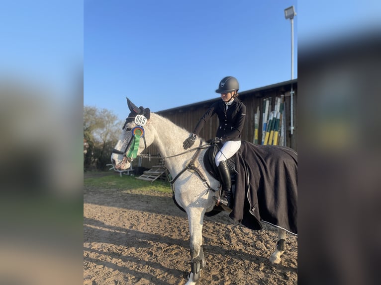 Holstein Gelding 9 years 16 hh Gray-Fleabitten in Hannover