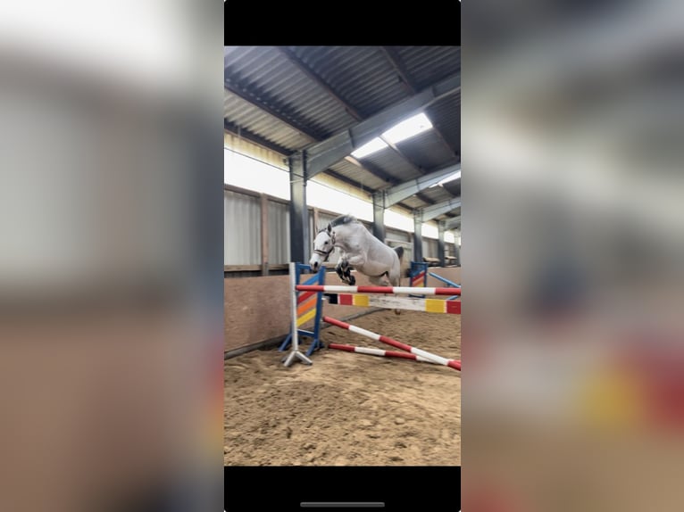 Holstein Gelding 9 years 16 hh Gray-Fleabitten in Hannover