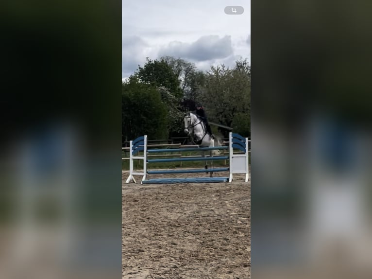 Holstein Gelding 9 years 16 hh Gray-Fleabitten in Hannover