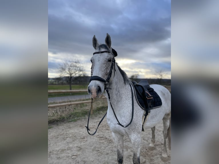 Holstein Gelding 9 years 16 hh Gray-Fleabitten in Hannover