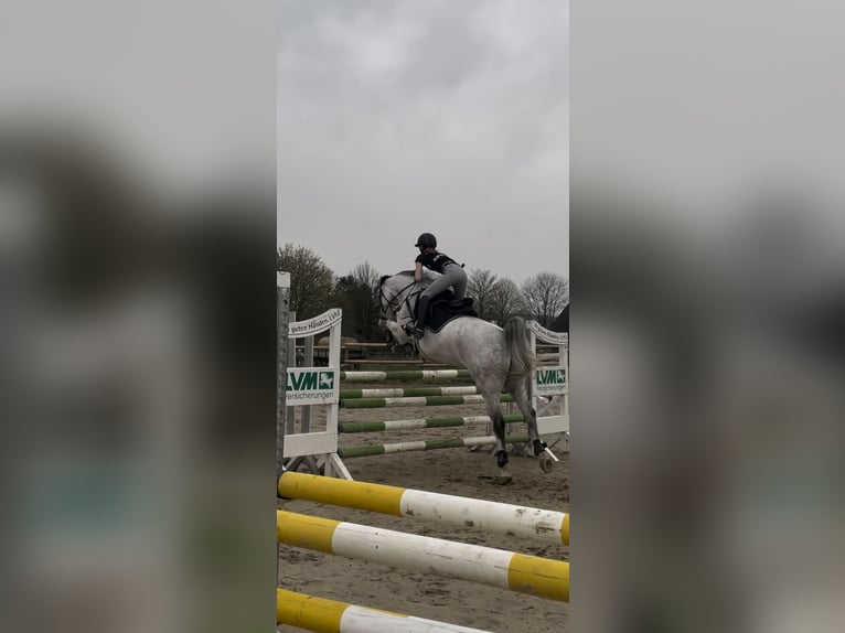 Holstein Gelding 9 years 16 hh Gray-Fleabitten in Hannover