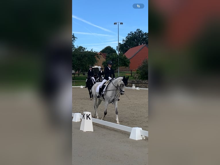 Holstein Gelding 9 years 16 hh Gray-Fleabitten in Hannover