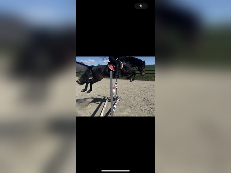 Holstein Gelding 9 years 16,1 hh Bay-Dark in Spittal an der Drau