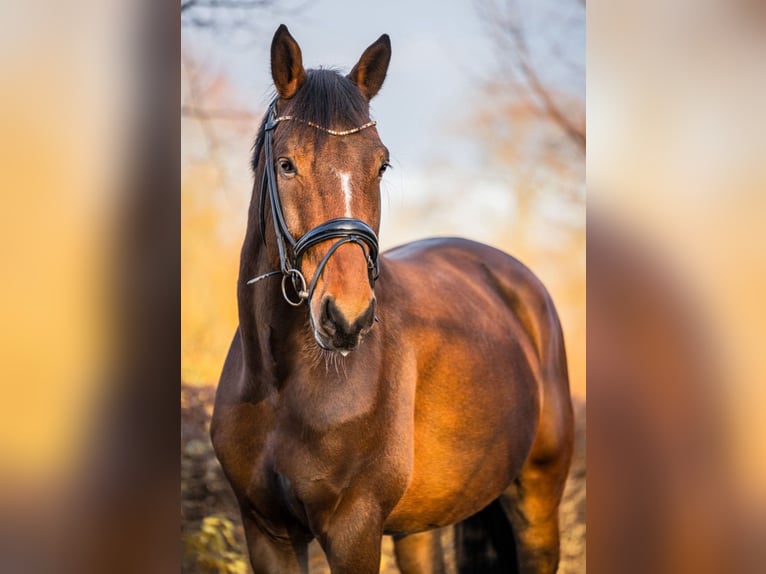 Holstein Mix Gelding 9 years 16,1 hh Brown in Oldenburg Holstein Mix Gelding 9 years 16,1 hh Brown in Oldenburg
