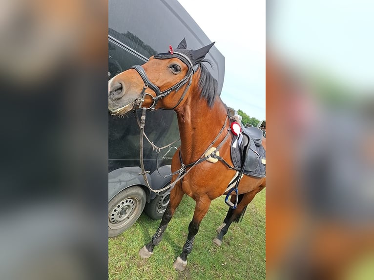 Holstein Gelding 9 years 16,1 hh Brown in Lastrup Holstein Gelding 9 years 16,1 hh Brown in Lastrup