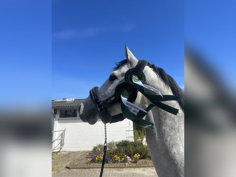 Holstein Gelding 9 years 16,1 hh Gray in Seedorf
