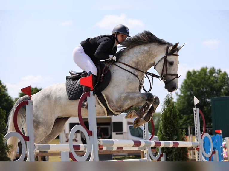 Holstein Gelding 9 years 16,1 hh Gray in Seedorf