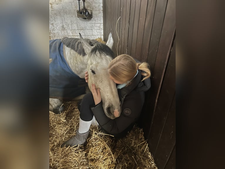 Holstein Gelding 9 years 16,1 hh Gray in Seedorf