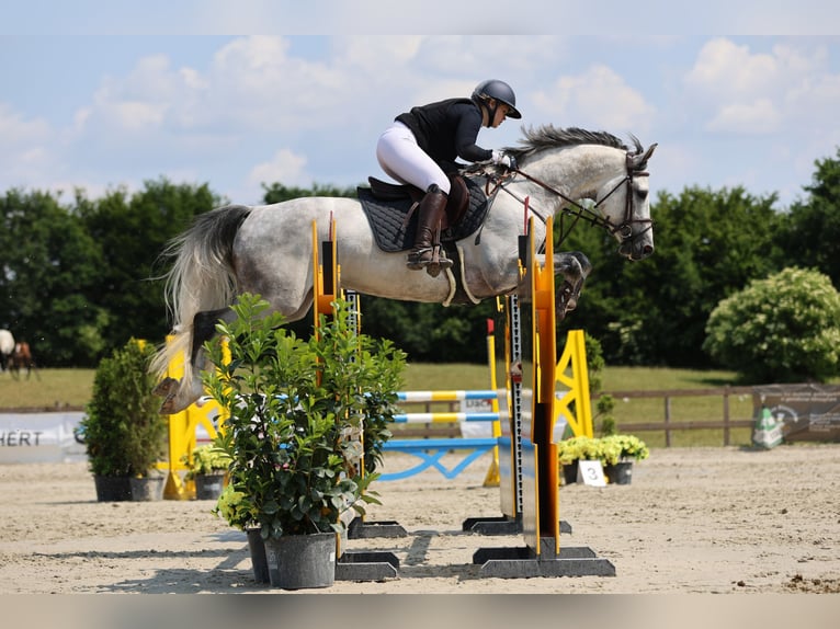 Holstein Gelding 9 years 16,1 hh Gray in Seedorf