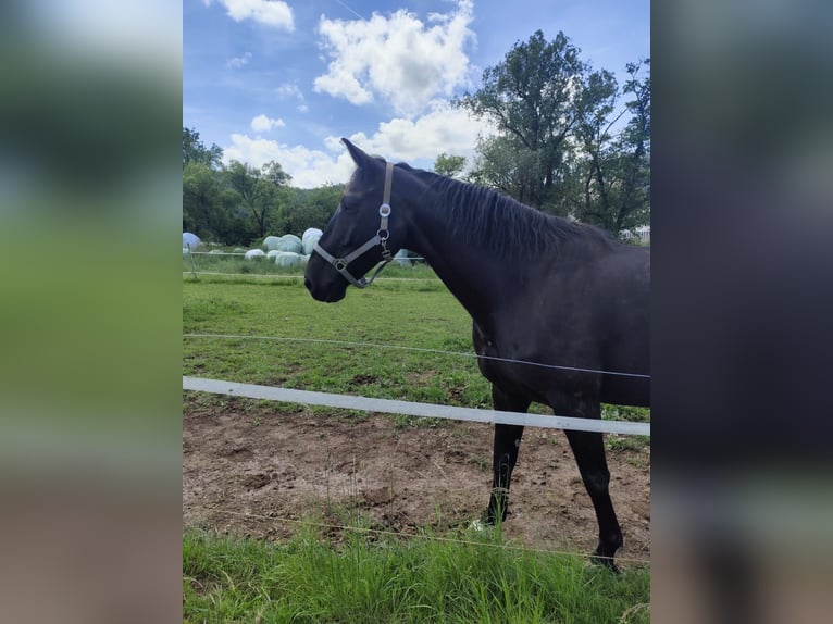 Holstein Gelding 9 years 16,1 hh Smoky-Black in L&#xF6;rrach