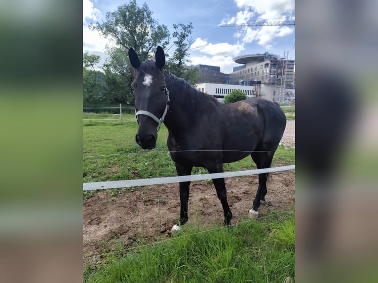 Holstein Gelding 9 years 16,1 hh Smoky-Black in L&#xF6;rrach