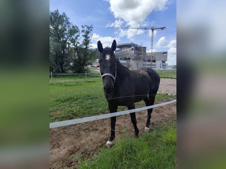 Holstein Gelding 9 years 16,1 hh Smoky-Black in L&#xF6;rrach