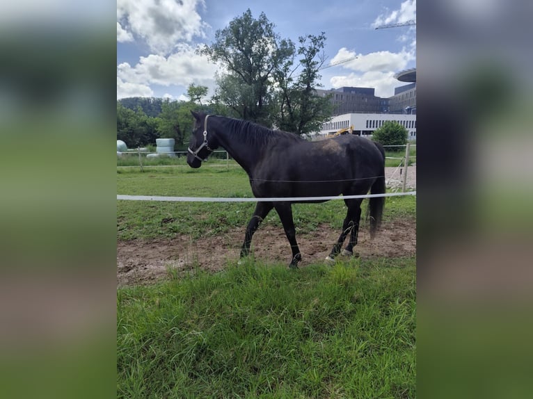 Holstein Gelding 9 years 16,1 hh Smoky-Black in L&#xF6;rrach