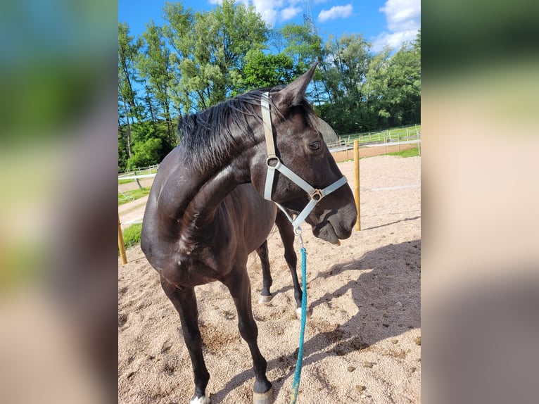 Holstein Gelding 9 years 16,1 hh Smoky-Black in L&#xF6;rrach