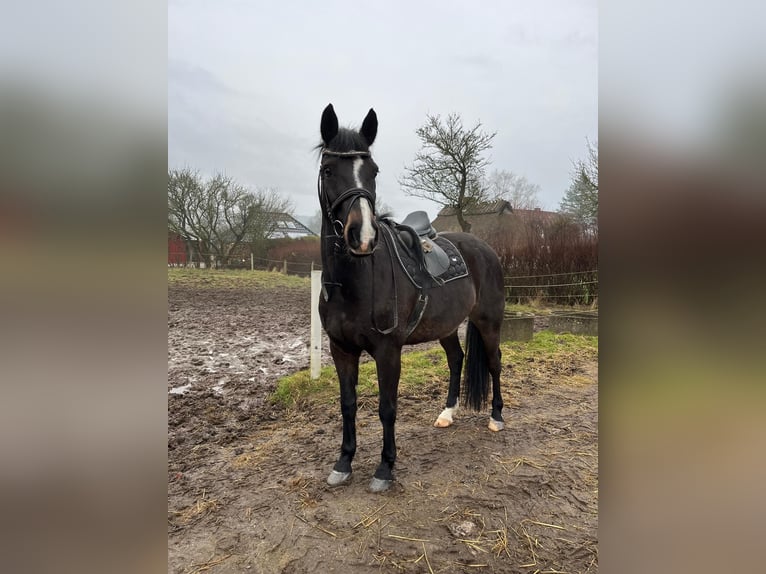 Holstein Gelding 9 years 16,1 hh Smoky-Black in Satrup