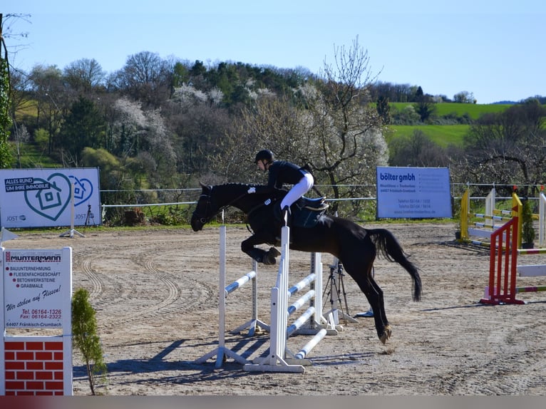 Holstein Gelding 9 years 16,1 hh Smoky-Black in Otzberg