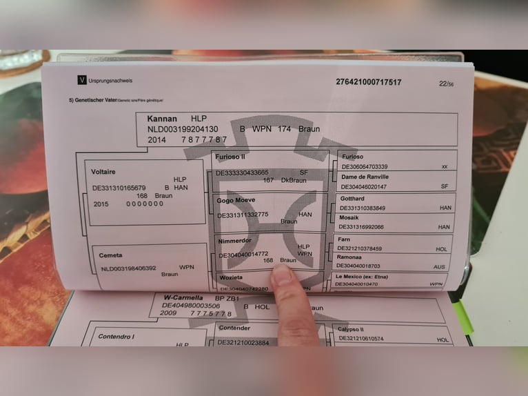 Holstein Gelding 9 years 16,1 hh Smoky-Black in Otzberg