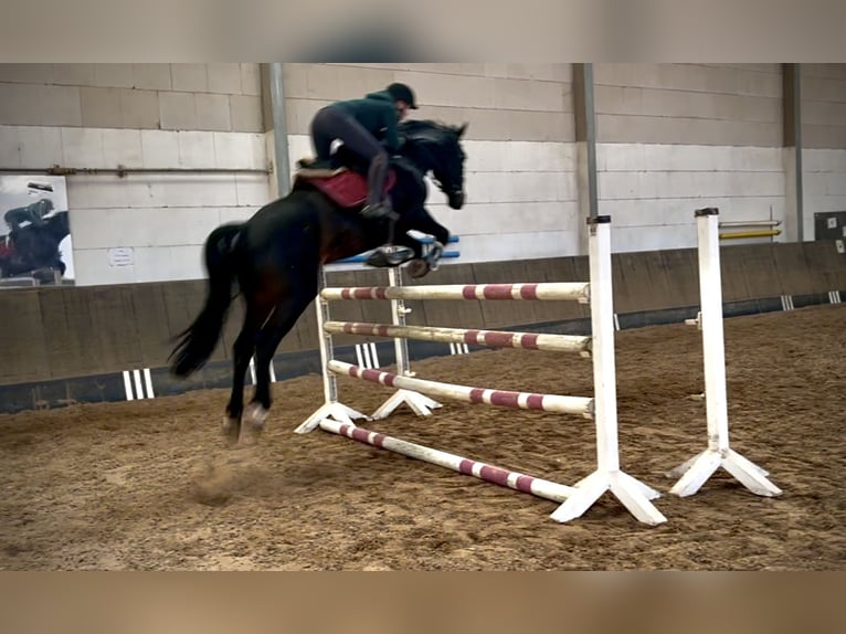 Holstein Gelding 9 years 16,1 hh Smoky-Black in Otzberg
