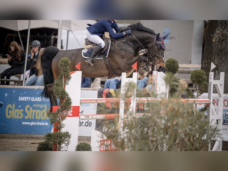 Holstein Gelding 9 years 16,1 hh Smoky-Black in Werne