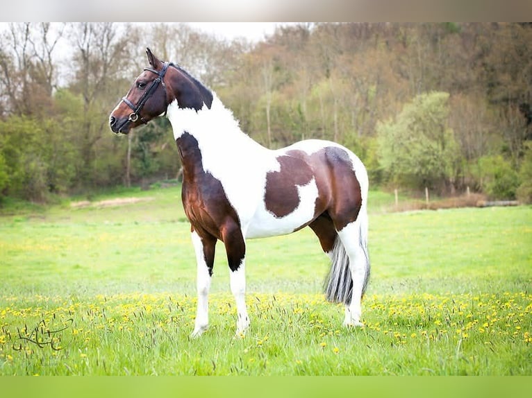 Holstein Gelding 9 years 16,2 hh Tobiano-all-colors in Barcelona
