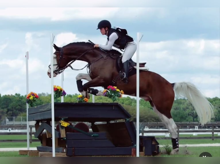 Holstein Gelding 9 years 16,2 hh Tobiano-all-colors in Zaragoza