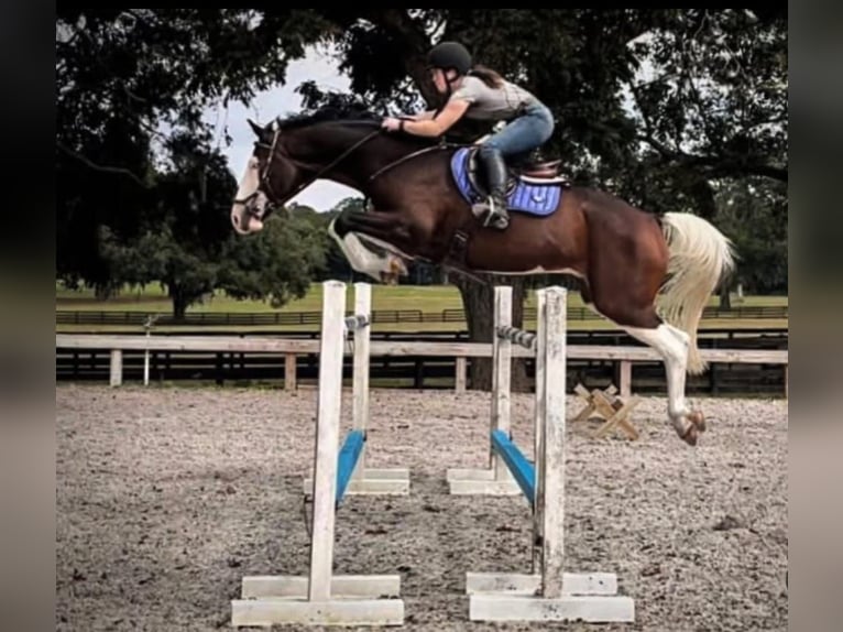 Holstein Gelding 9 years 16,2 hh Tobiano-all-colors in Zaragoza