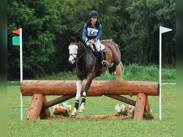 Holstein Gelding 9 years 16,2 hh Tobiano-all-colors in Wavre